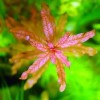 供應高中低檔觀賞水草
