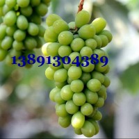 陜西葡萄價(jià)格|大荔陽(yáng)光玫瑰產(chǎn)地渭南浪漫紅顏葡萄妮娜皇后種植基地